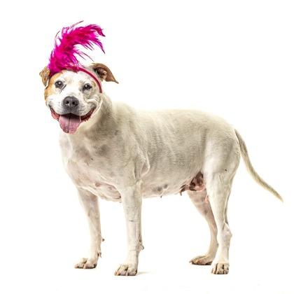 Enlarge Lyric, a Adoptable Staffordshire Bull Terrier in Reno, NV image 3/6