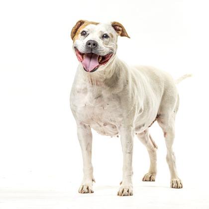 Enlarge Lyric, a Adoptable Staffordshire Bull Terrier in Reno, NV image 4/6