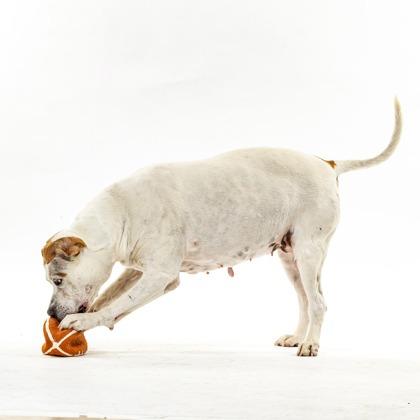 Enlarge Lyric, a Adoptable Staffordshire Bull Terrier in Reno, NV image 5/6