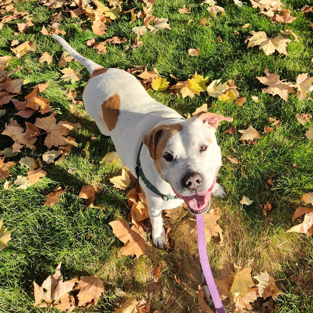 Enlarge Lyric, a Adoptable Staffordshire Bull Terrier in Reno, NV image 6/6