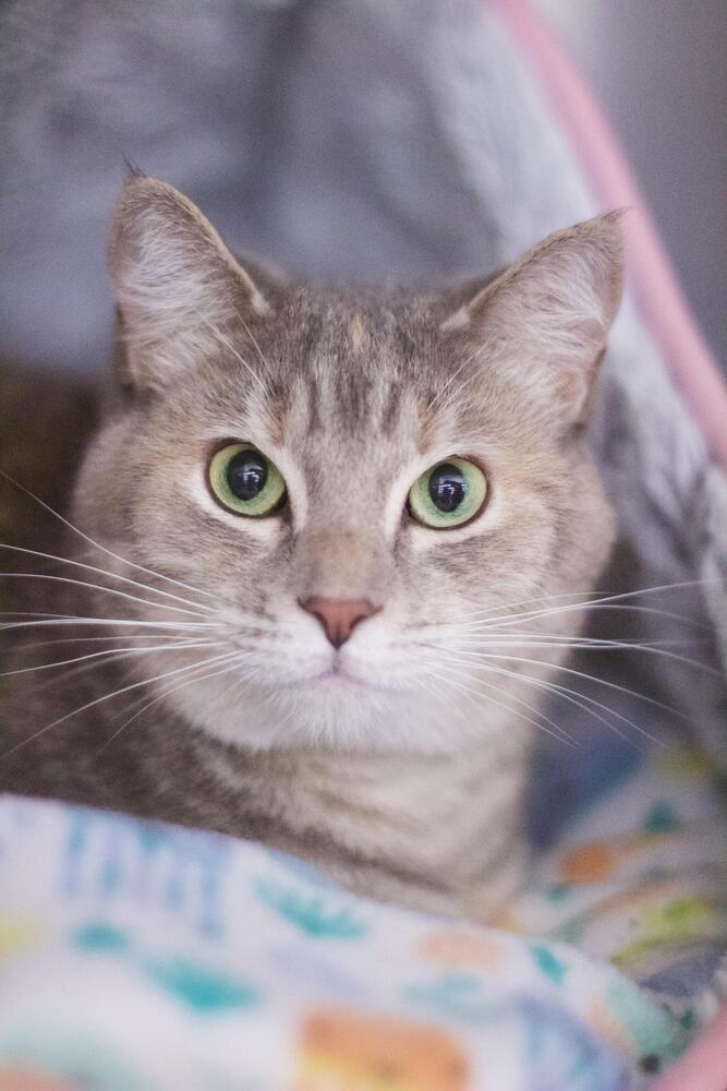 Enlarge Fawn, a Adoptable Domestic Short Hair in Orlando, FL image 1/6