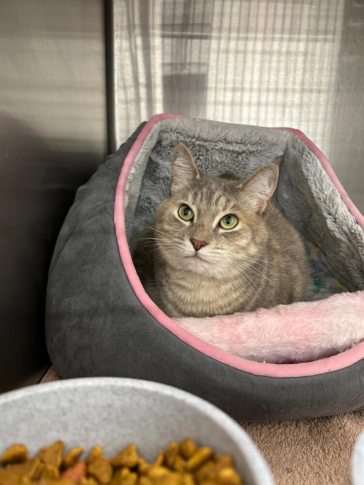 Enlarge Fawn, a Adoptable Domestic Short Hair in Orlando, FL image 4/6