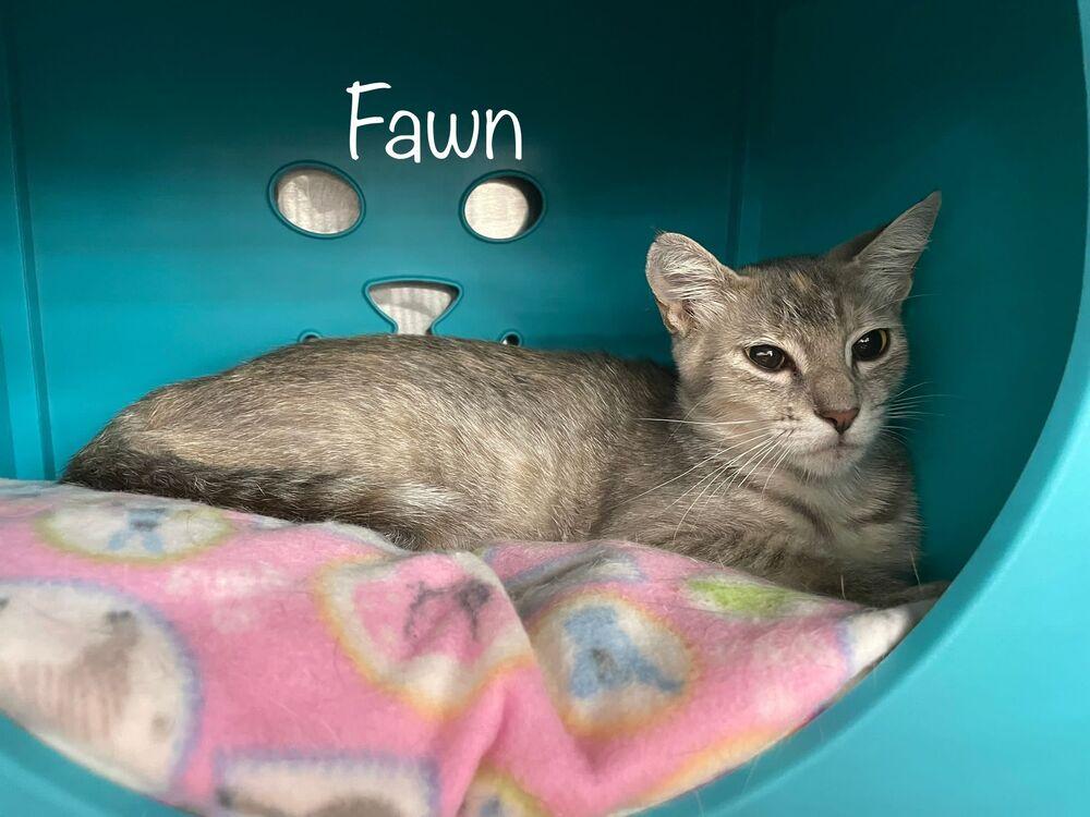 Enlarge Fawn, a Adoptable Domestic Short Hair in Orlando, FL image 6/6