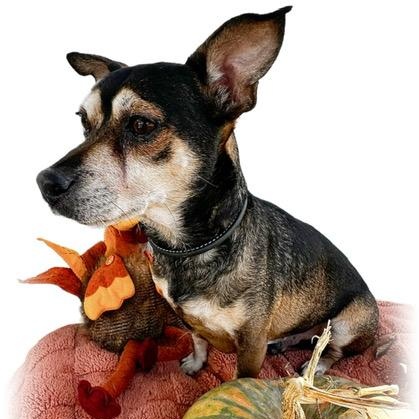 Enlarge Bojangles, a Adoptable mixed breed in Tulsa, OK image 4/5