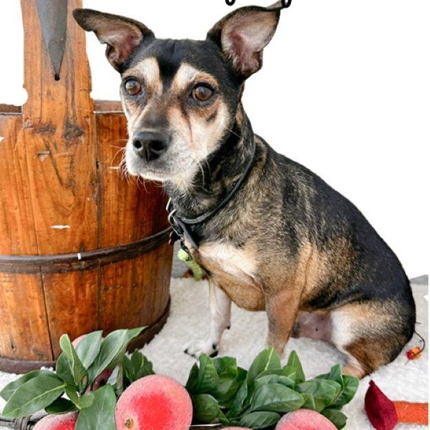 Bojangles, Adoptable, Senior Male Terrier.