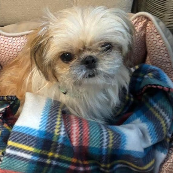 Enlarge Cedar, an adopted Shih Tzu in Mount Bethel, PA image 3/6