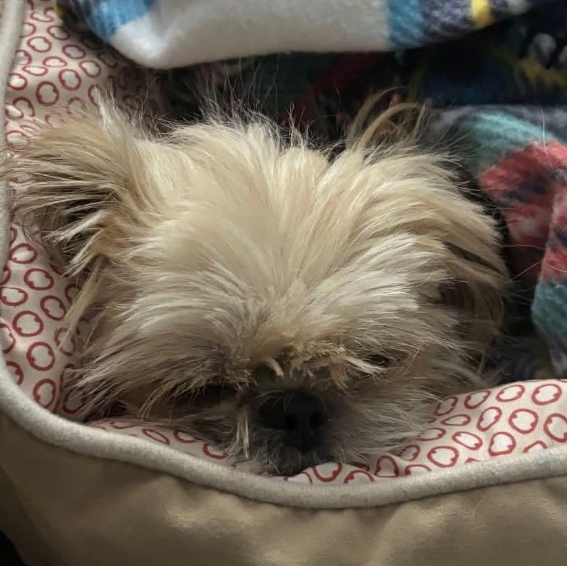 Enlarge Cedar, an adopted Shih Tzu in Mount Bethel, PA image 5/6
