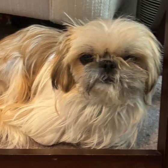 Enlarge Cedar, an adopted Shih Tzu in Mount Bethel, PA image 4/6