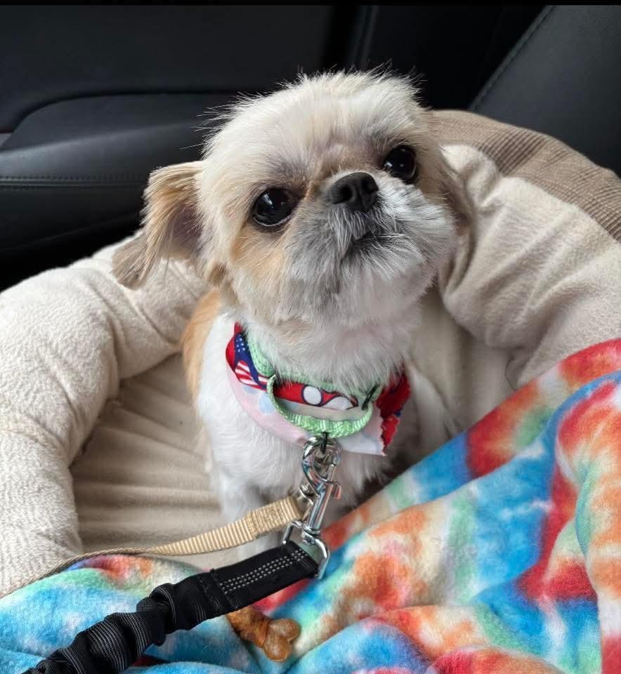 Cedar, adopted, Adult Male Shih Tzu.