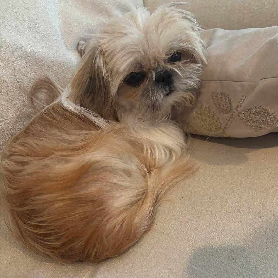 Enlarge Cedar, an adopted Shih Tzu in Mount Bethel, PA image 2/6