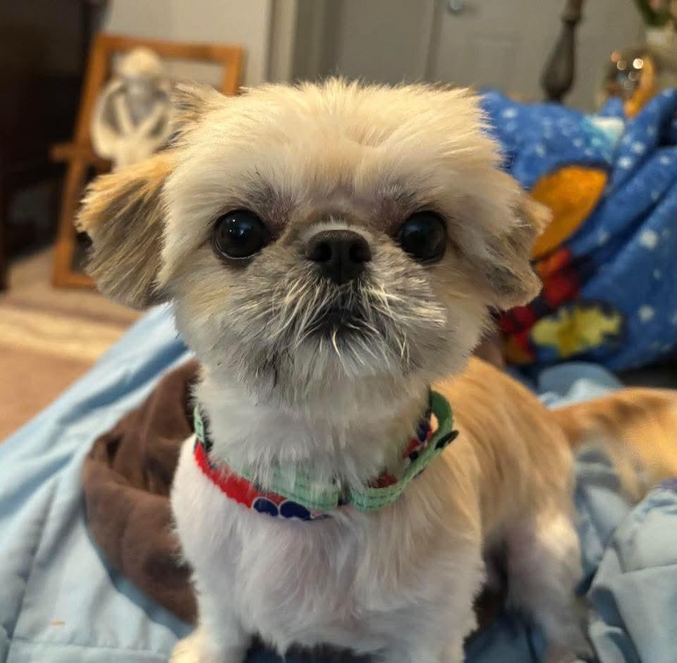 Enlarge Cedar, an adopted Shih Tzu in Mount Bethel, PA image 6/6
