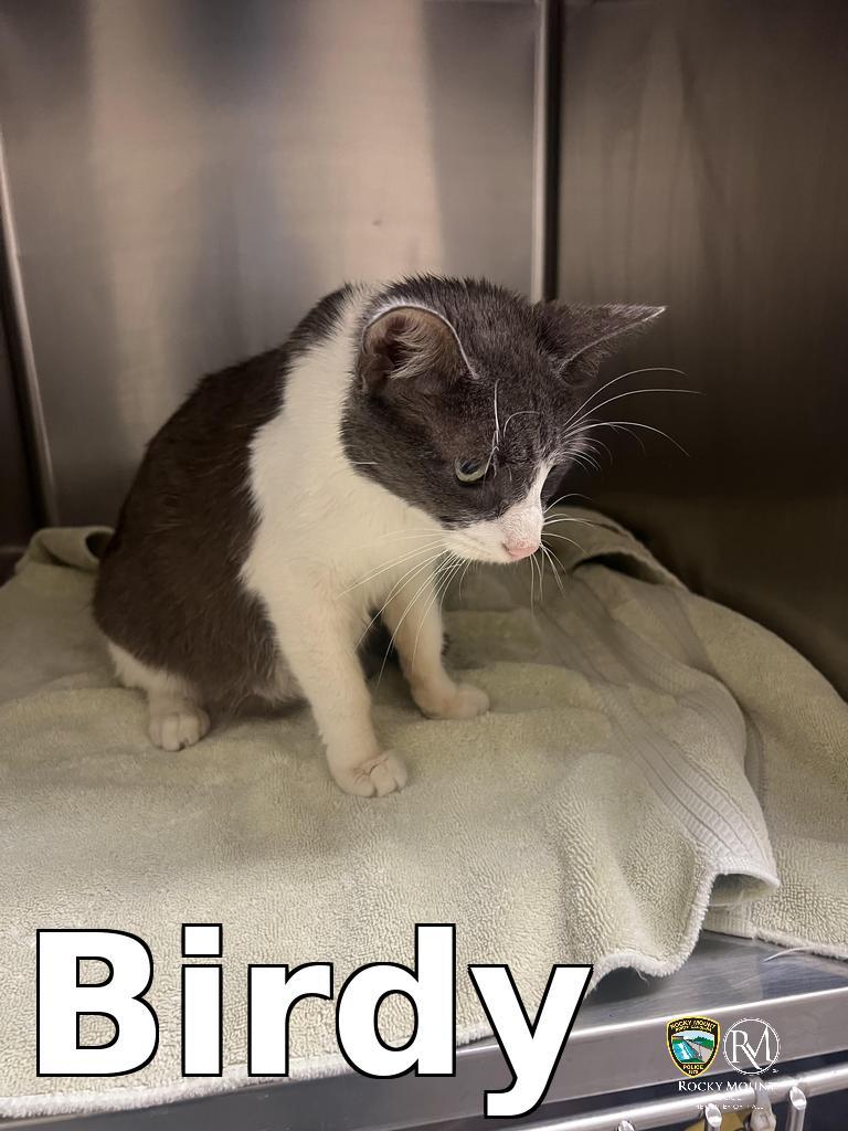 Enlarge Birdy, a Adoptable mixed breed in Rocky Mount, NC image 1/2