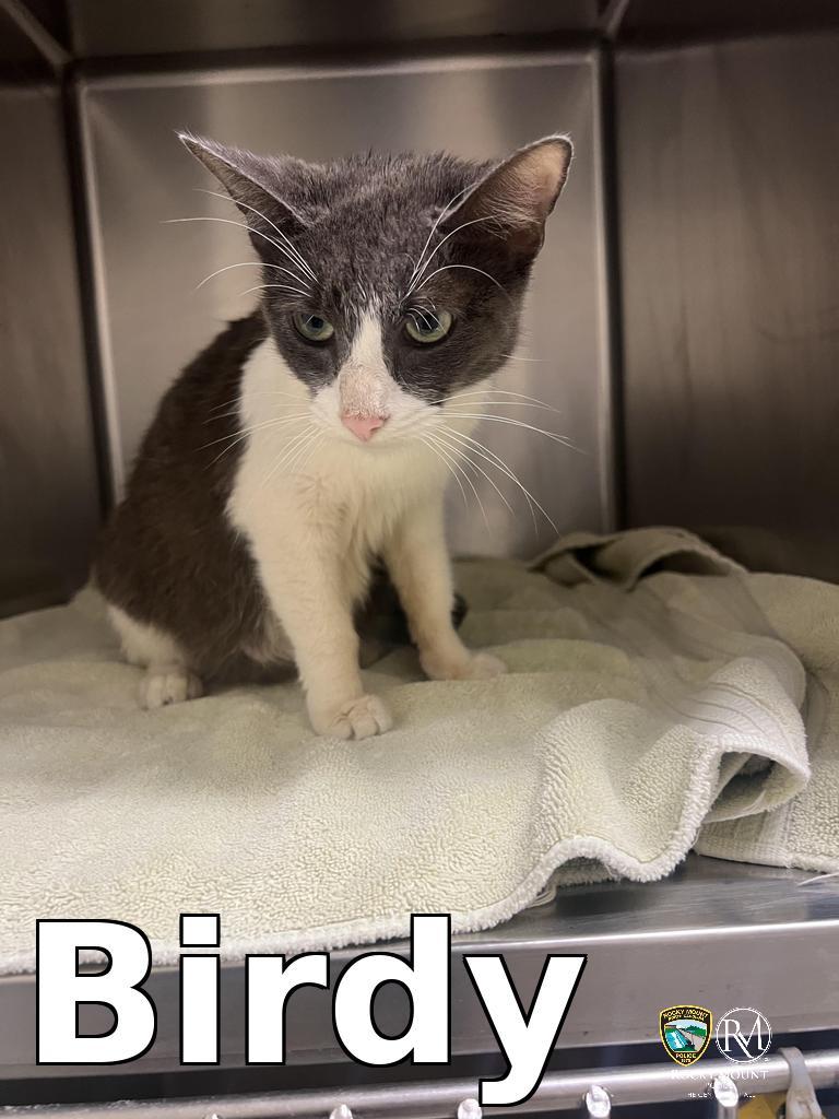 Enlarge Birdy, a Adoptable mixed breed in Rocky Mount, NC image 2/2