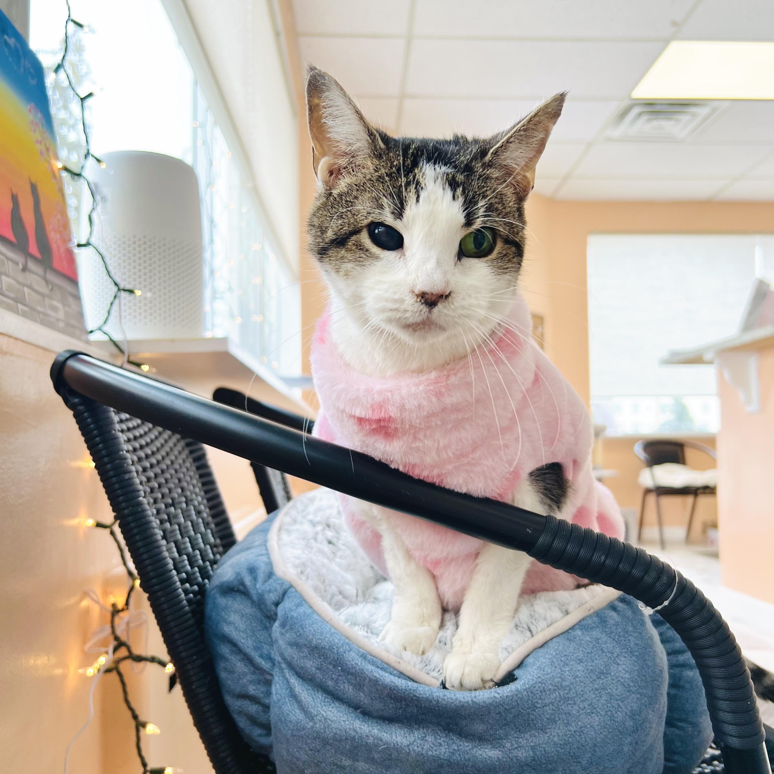 Eloise, ADOPTABLE, Adult Female Tabby.