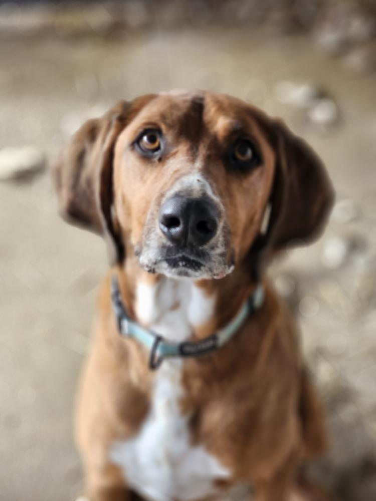Koa, Adoptable, Adult Male Bloodhound.