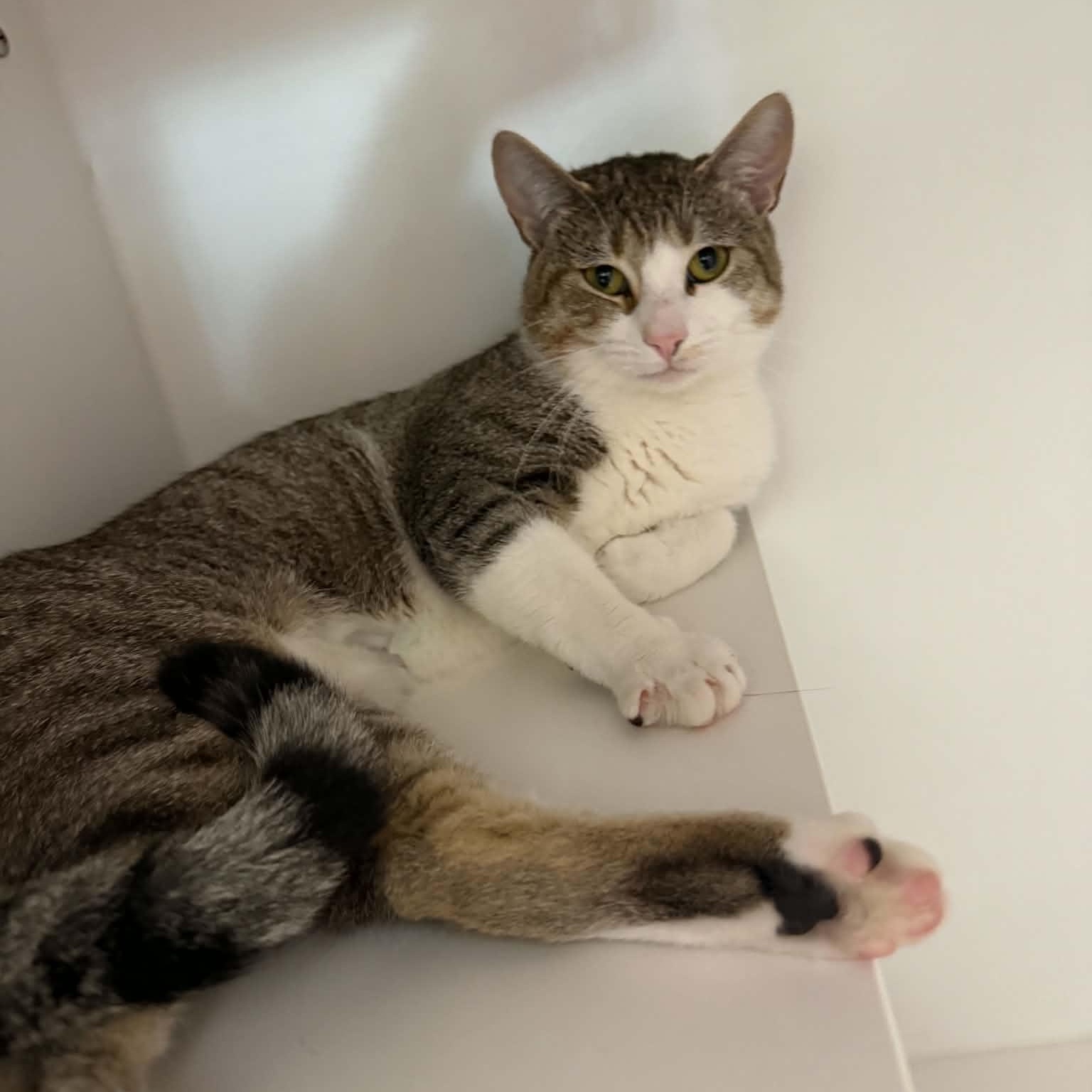 Stuie, Adoptable, Young Male American Shorthair.