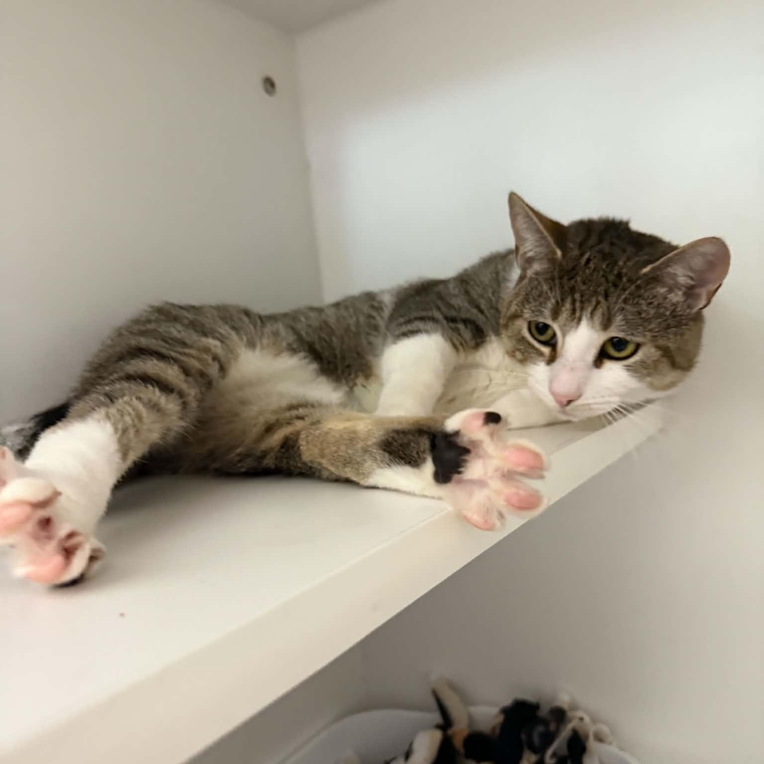 Enlarge Stuie, a Adoptable American Shorthair in Danbury, CT image 3/3