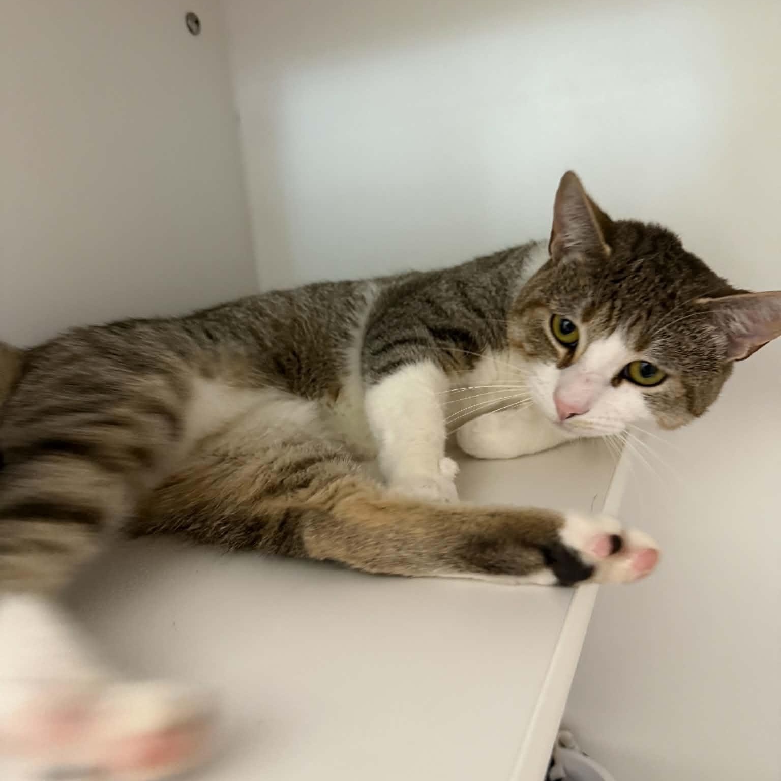 Enlarge Stuie, a Adoptable American Shorthair in Danbury, CT image 2/3
