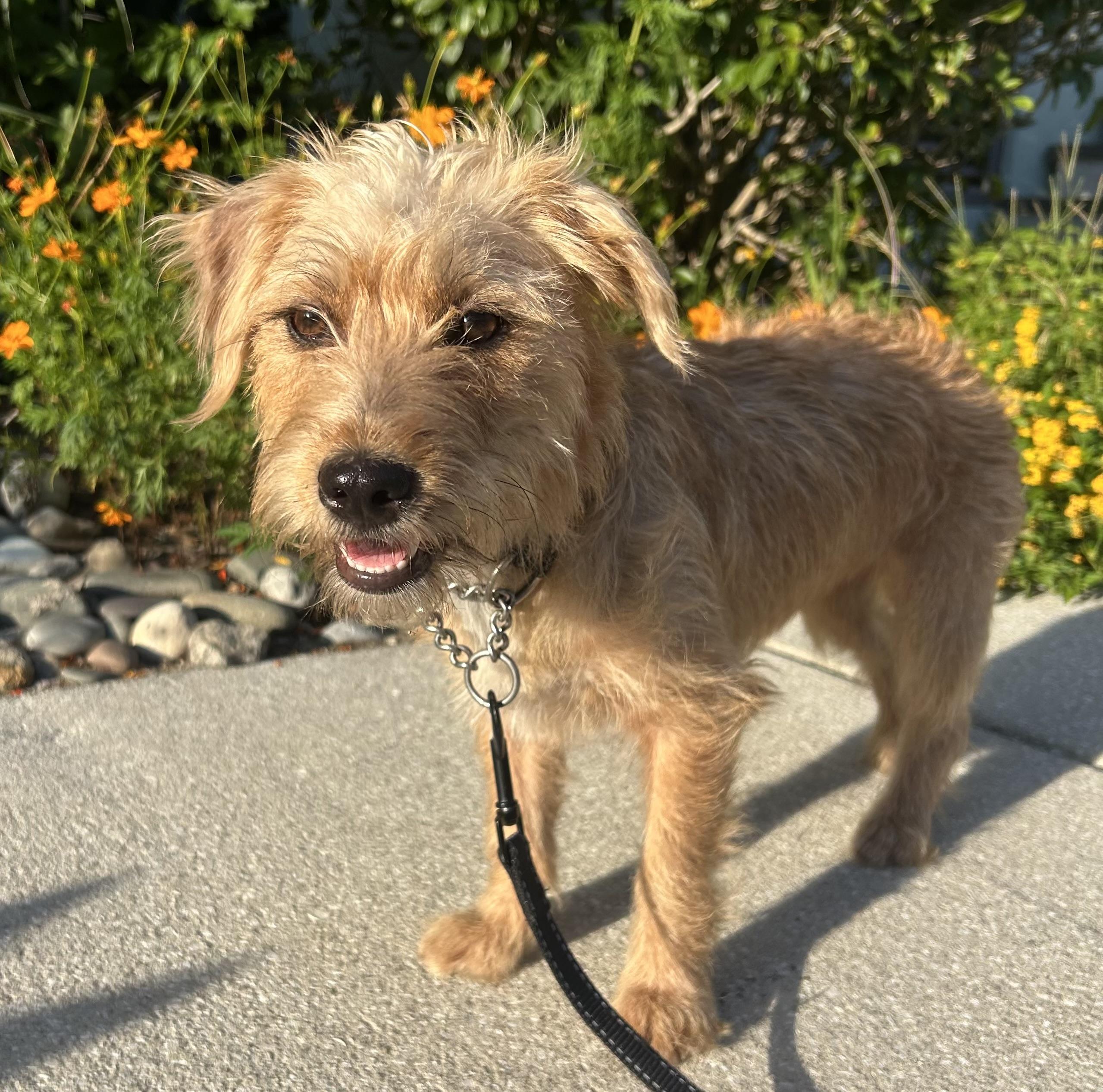 Enlarge Louise, a Adoptable mixed breed in Mt Pleasant, SC image 3/3