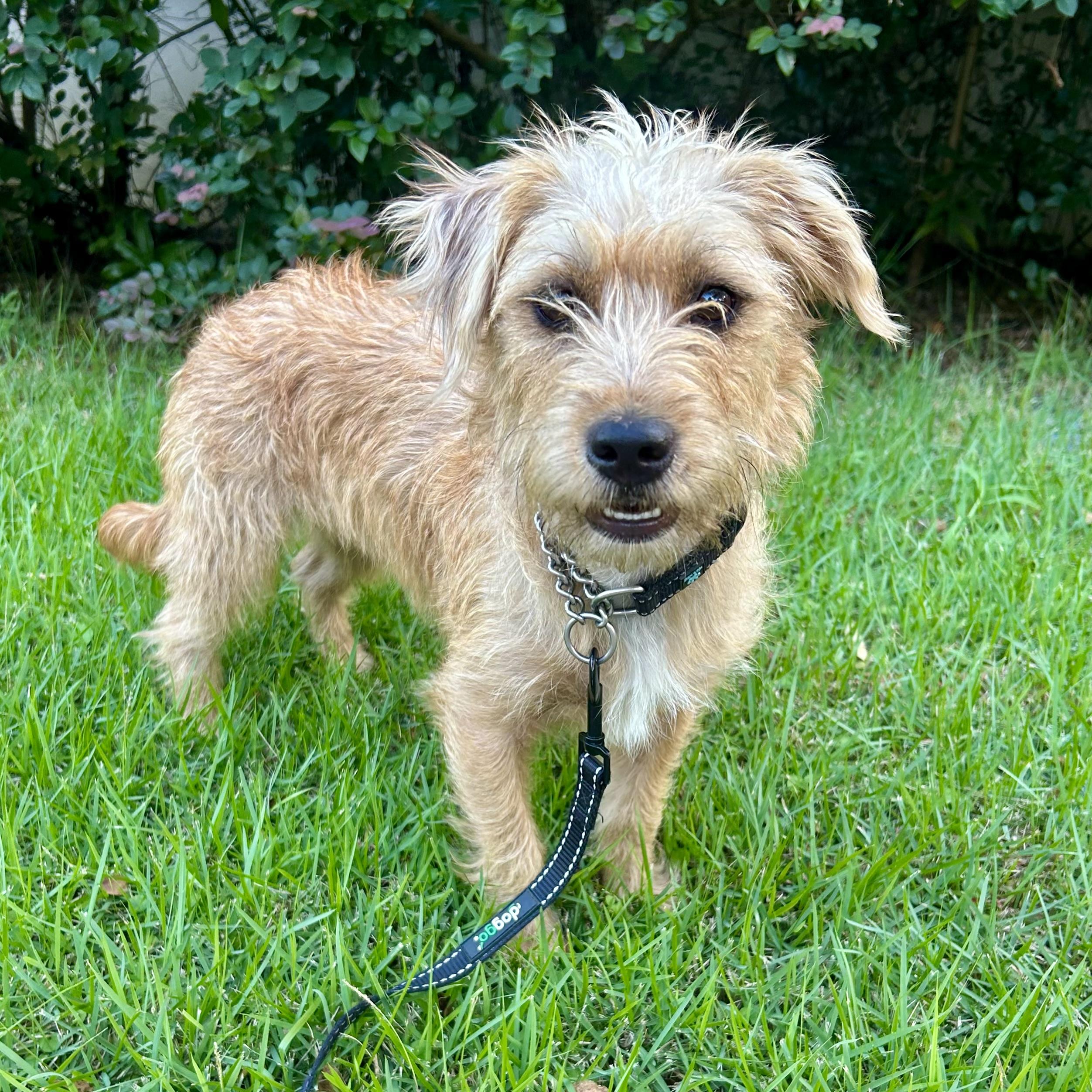 Louise, Adoptable, Adult Female Mixed Breed.