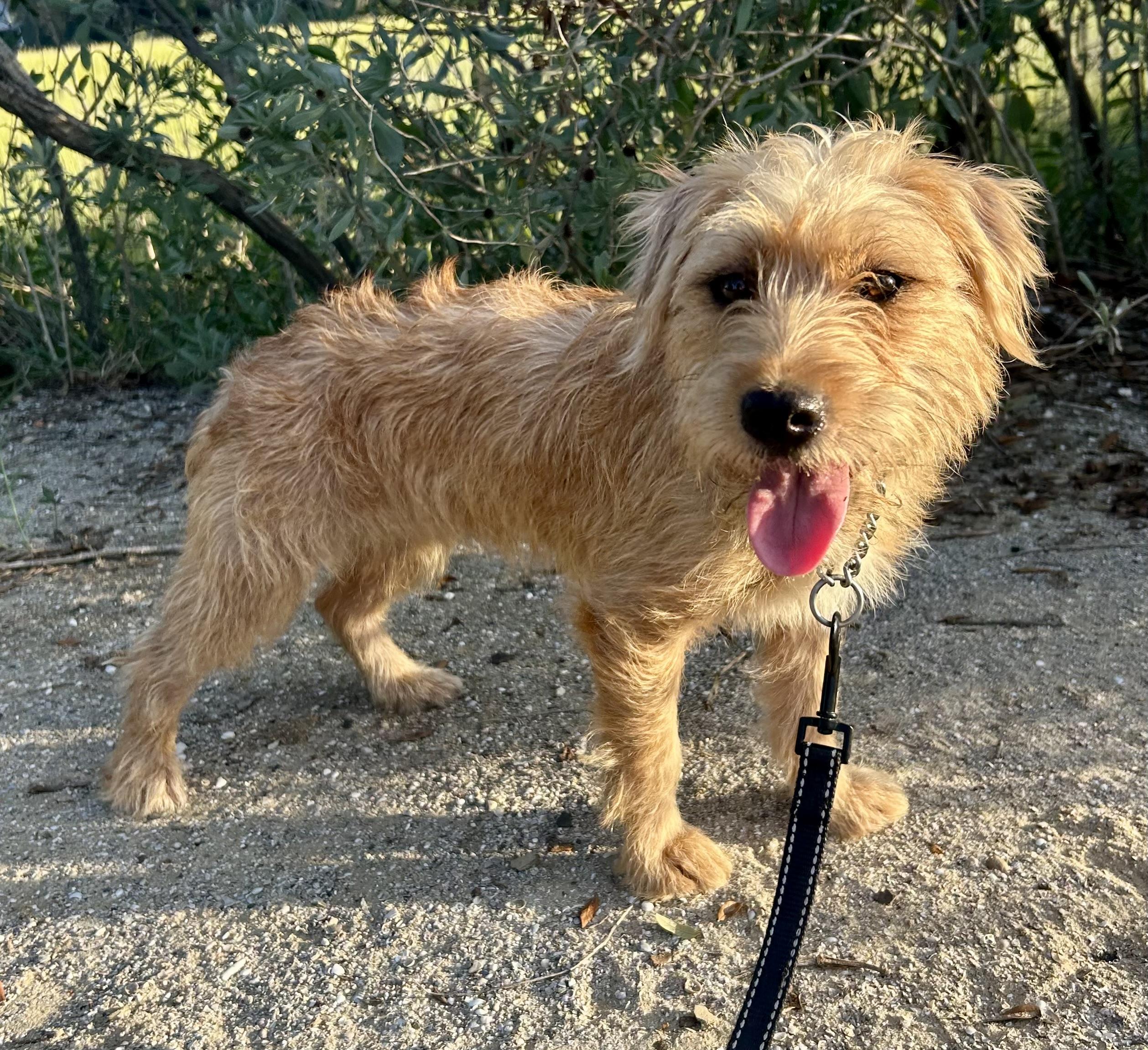 Enlarge Louise, a Adoptable mixed breed in Mt Pleasant, SC image 2/3