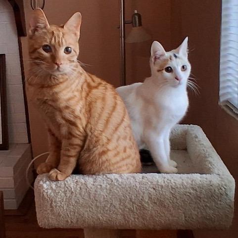 Marshmellow, a Adoptable Domestic Short Hair in Pacifica, CA image 1/5