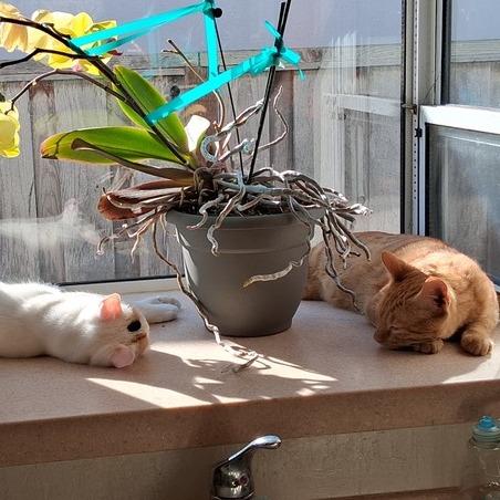 Marshmellow, a Adoptable Domestic Short Hair in Pacifica, CA image 2/5