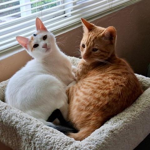 Marshmellow, a Adoptable Domestic Short Hair in Pacifica, CA image 3/5