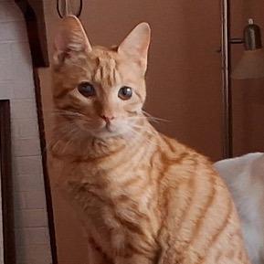 Marshmellow, a Adoptable Domestic Short Hair in Pacifica, CA image 4/5