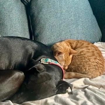 Marshmellow, a Adoptable Domestic Short Hair in Pacifica, CA image 5/5