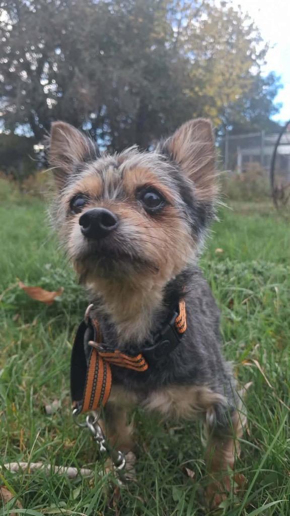 Enlarge Maxx, a Adoptable mixed breed in Gorham, ME image 1/3