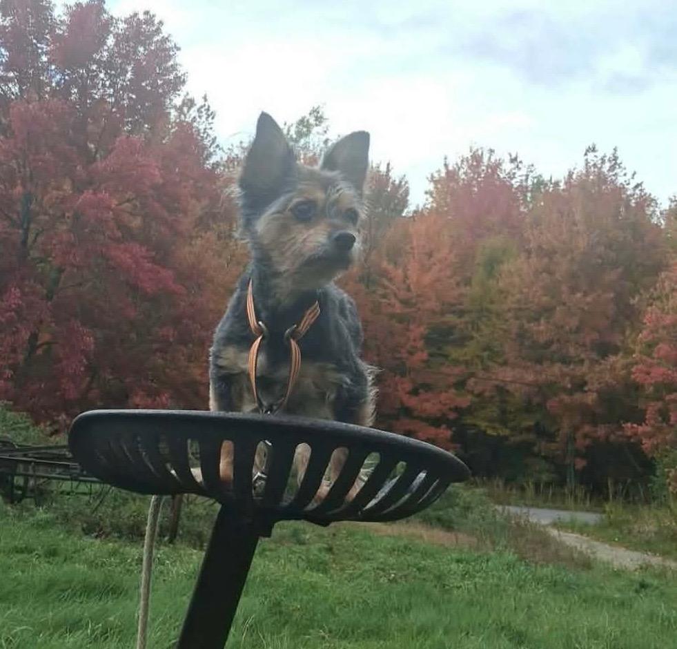 Enlarge Maxx, a Adoptable mixed breed in Gorham, ME image 2/3