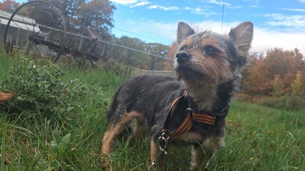 Enlarge Maxx, a Adoptable mixed breed in Gorham, ME image 3/3