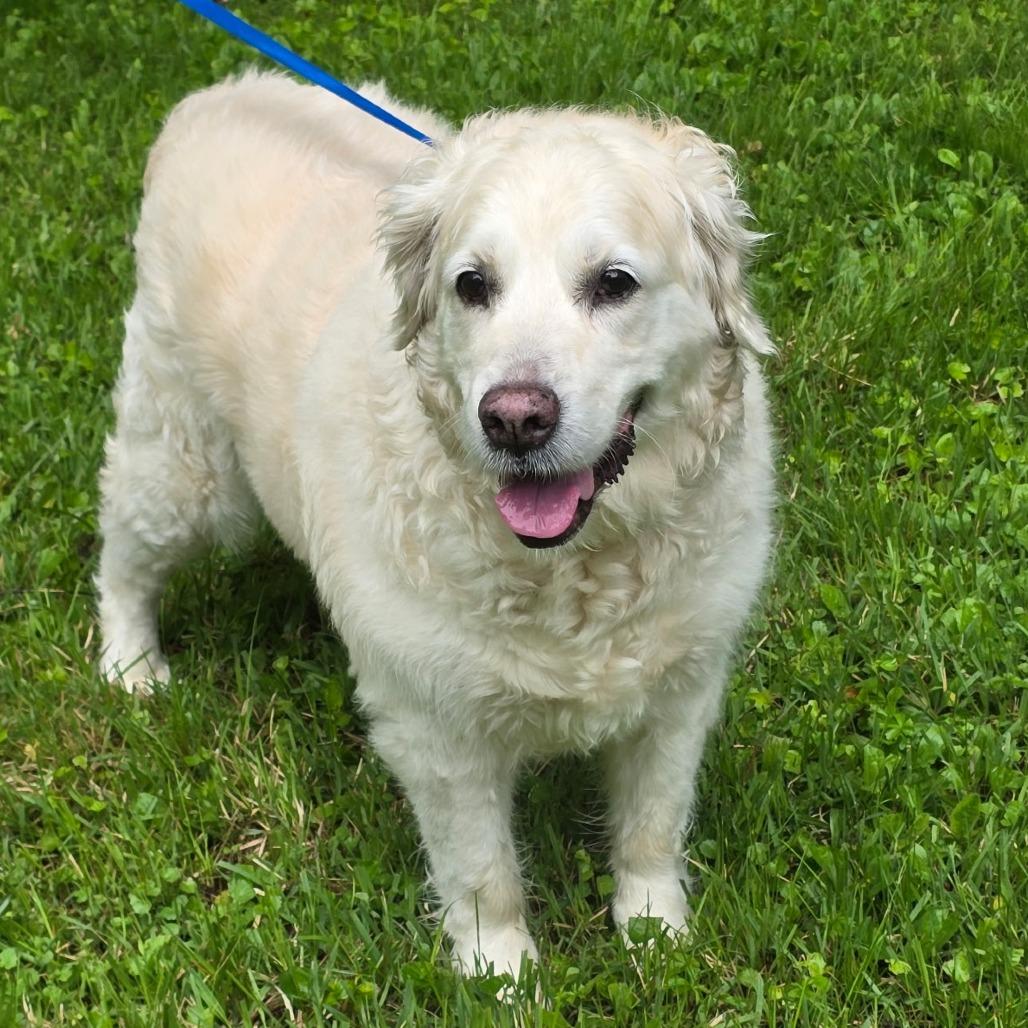 NY Lily (Foster in Pawling NY), Adoptable, Adult Female Golden Retriever & Great Pyrenees.