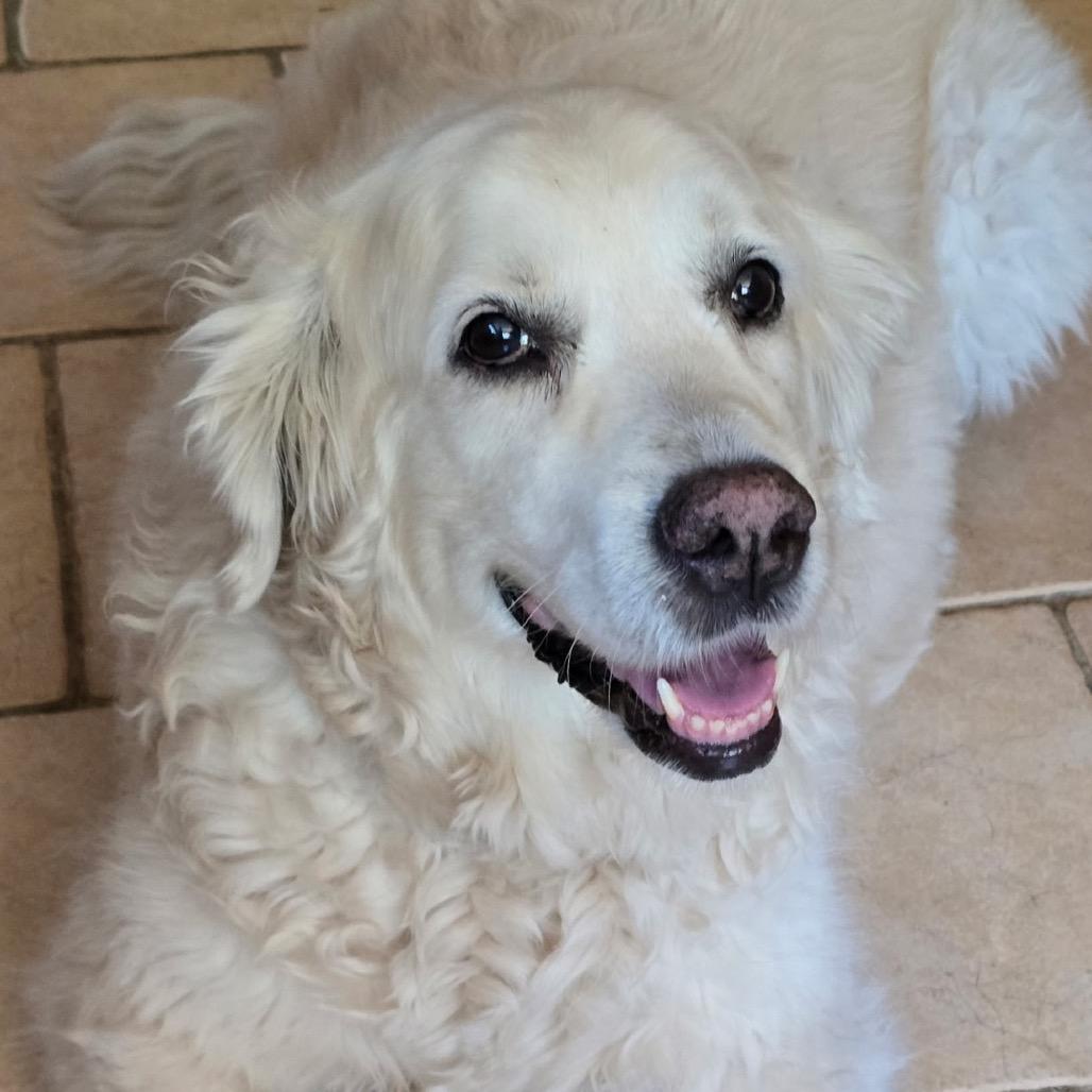 NY Lily (Foster in Pawling NY), a Adoptable mixed breed in Eastford, CT image 3/5