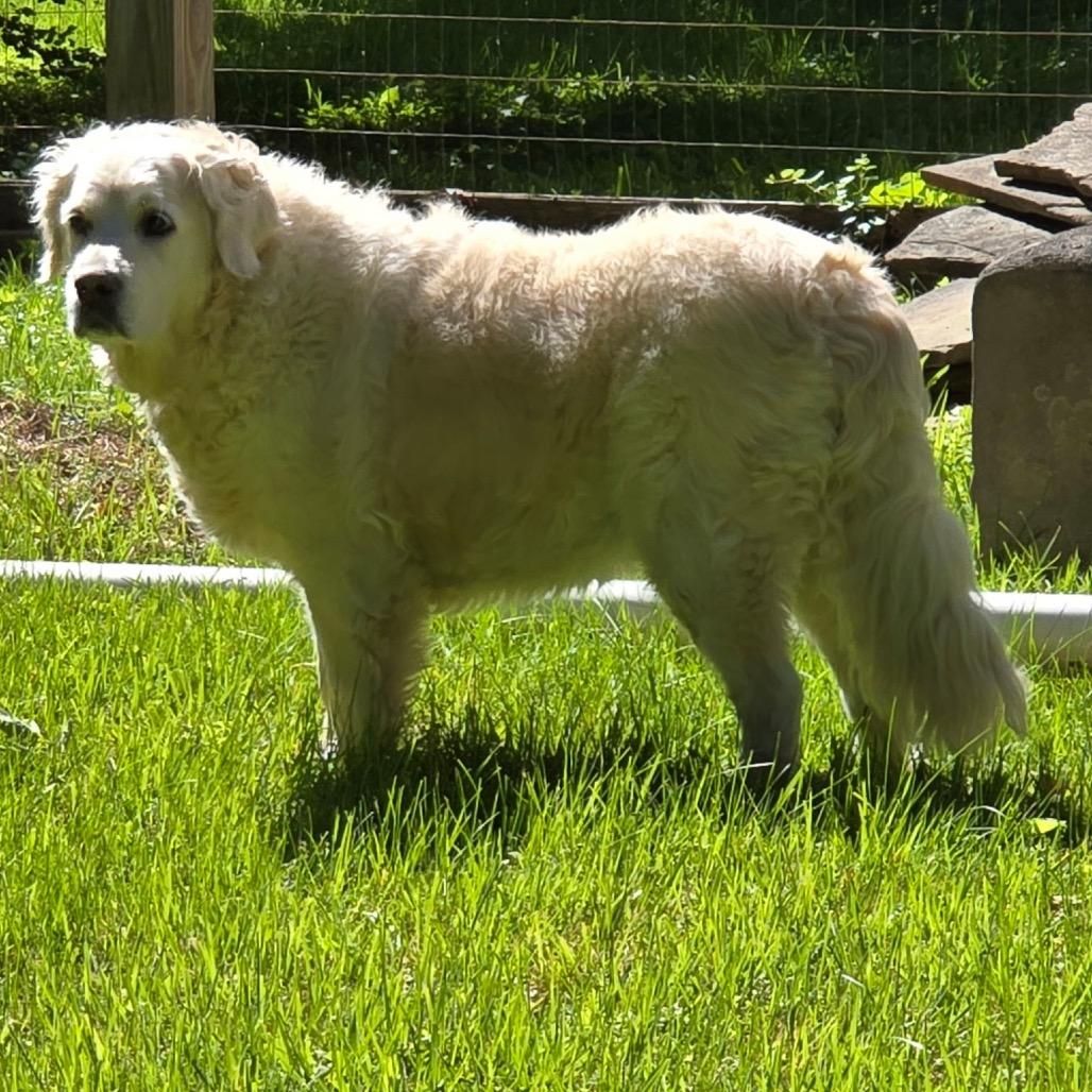 NY Lily (Foster in Pawling NY), a Adoptable mixed breed in Eastford, CT image 5/5