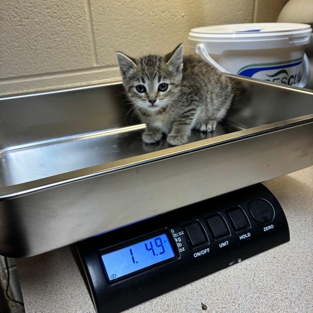 Ross, Adoptable, Kitten Male American Shorthair.