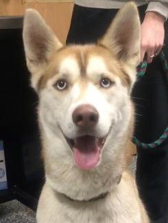 Smores (Sky), Adopted, Adult Female Husky & Husky.