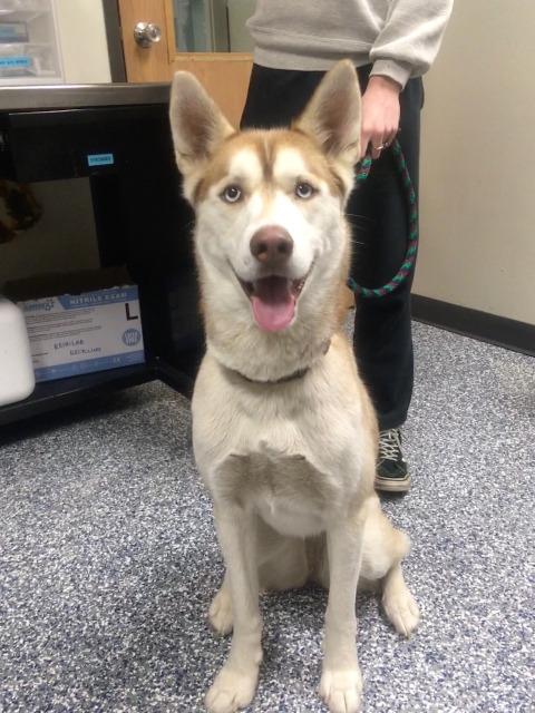 Enlarge Smores (Sky), a Adopted mixed breed in Bemidji, MN image 3/3