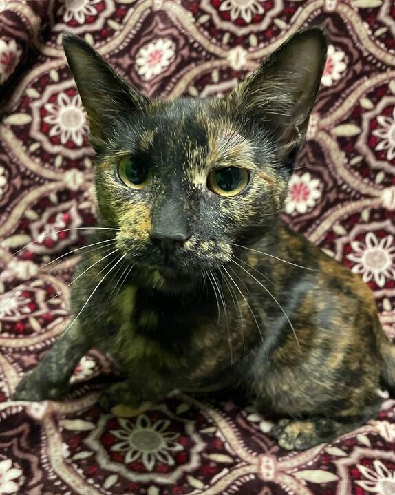 Ember, an adopted Domestic Short Hair in Jackson, MI image 1/3