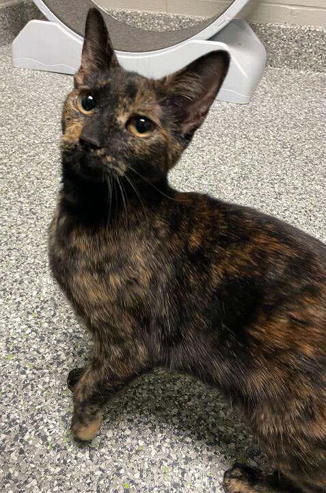 Ember, an adopted Domestic Short Hair in Jackson, MI image 3/3