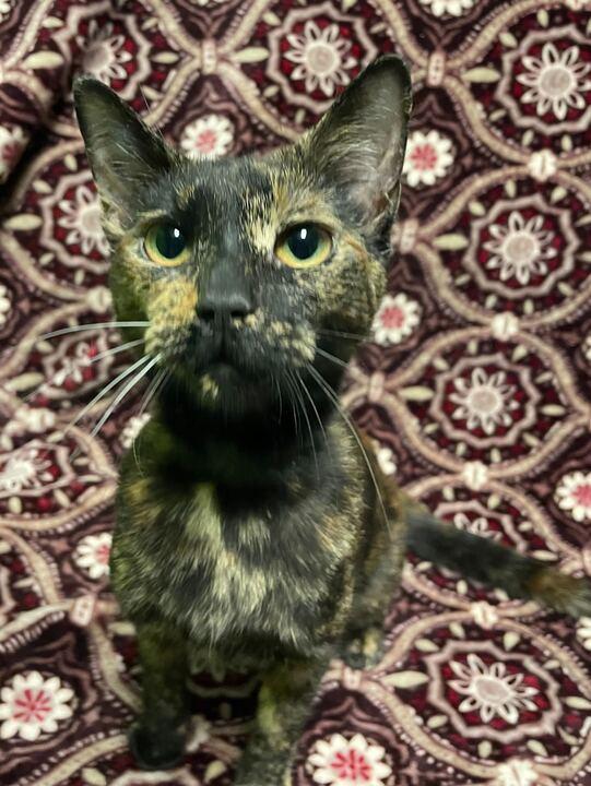 Ember, an adopted Domestic Short Hair in Jackson, MI image 2/3