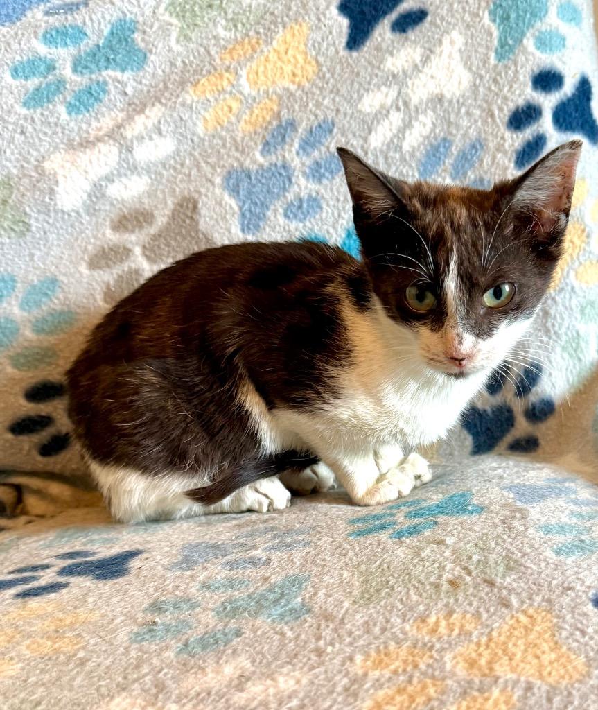 Reagan, a Adoptable Domestic Short Hair in Augusta, GA image 1/3