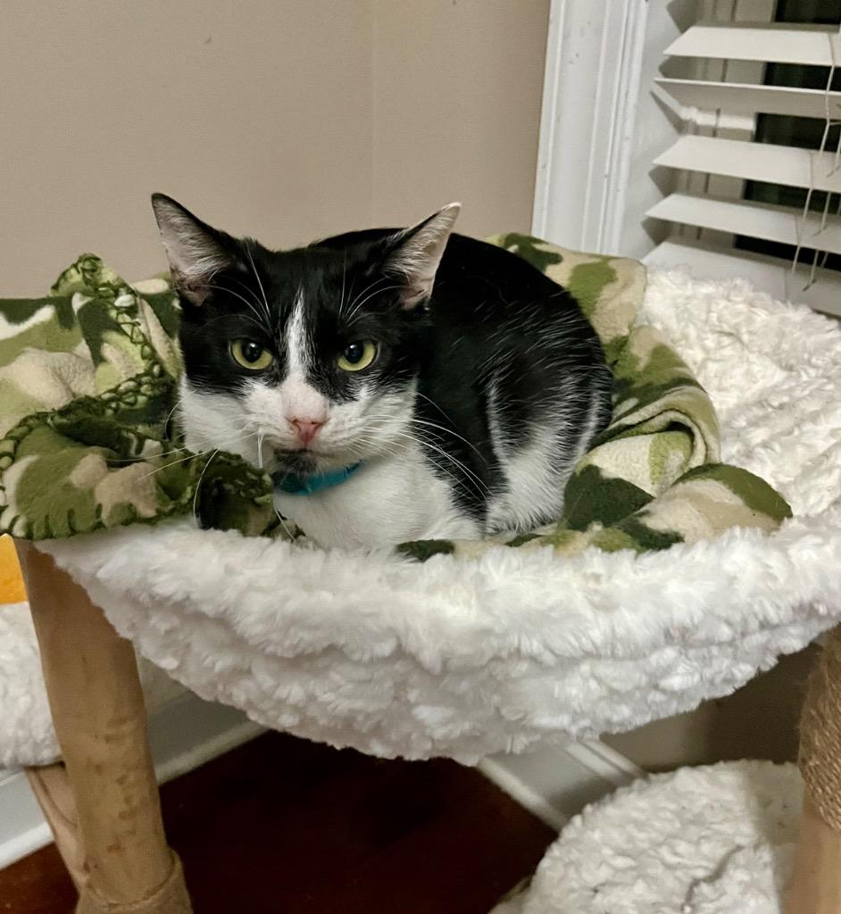 Reagan, a Adoptable Domestic Short Hair in Augusta, GA image 2/4