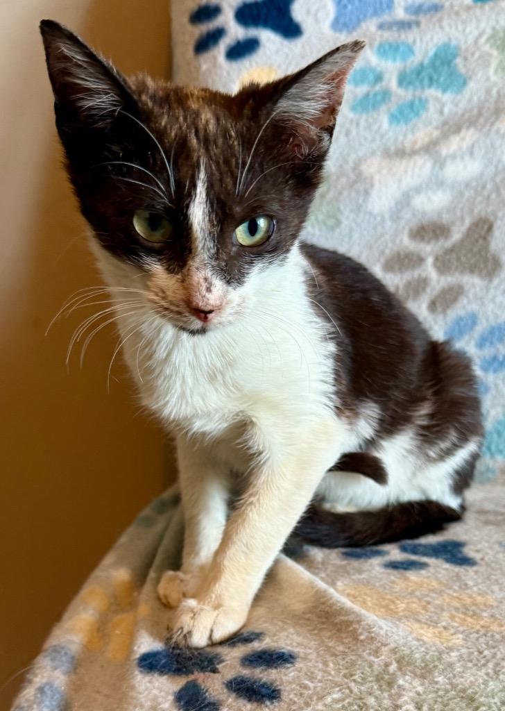 Reagan, a Adoptable Domestic Short Hair in Augusta, GA image 3/4