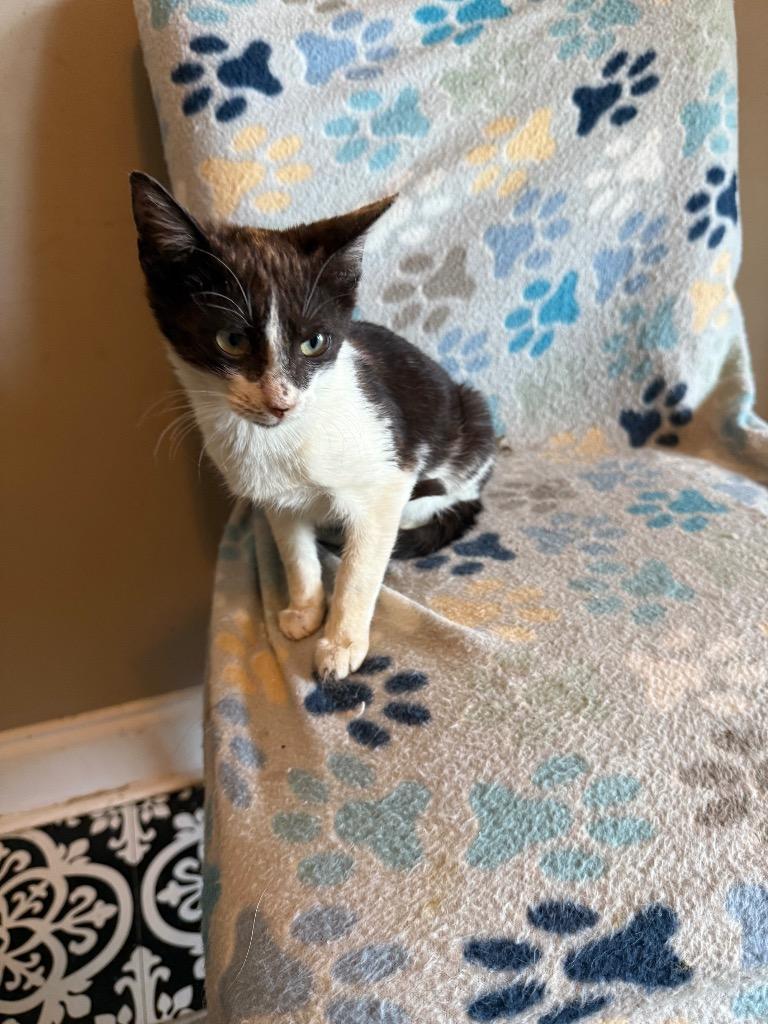 Reagan, a Adoptable Domestic Short Hair in Augusta, GA image 3/3