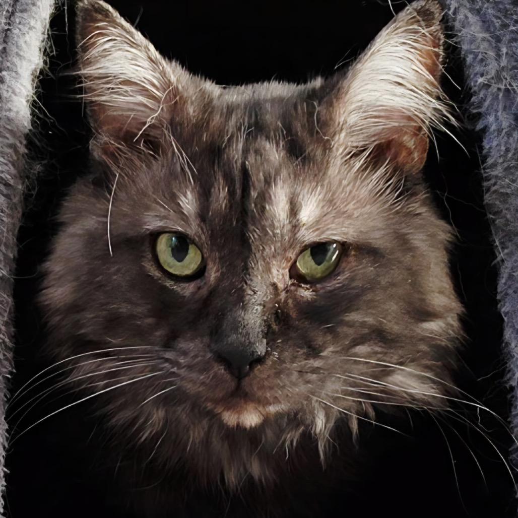 Enlarge Harry, a Adoptable Domestic Long Hair in Middleburg Heights , OH image 1/6
