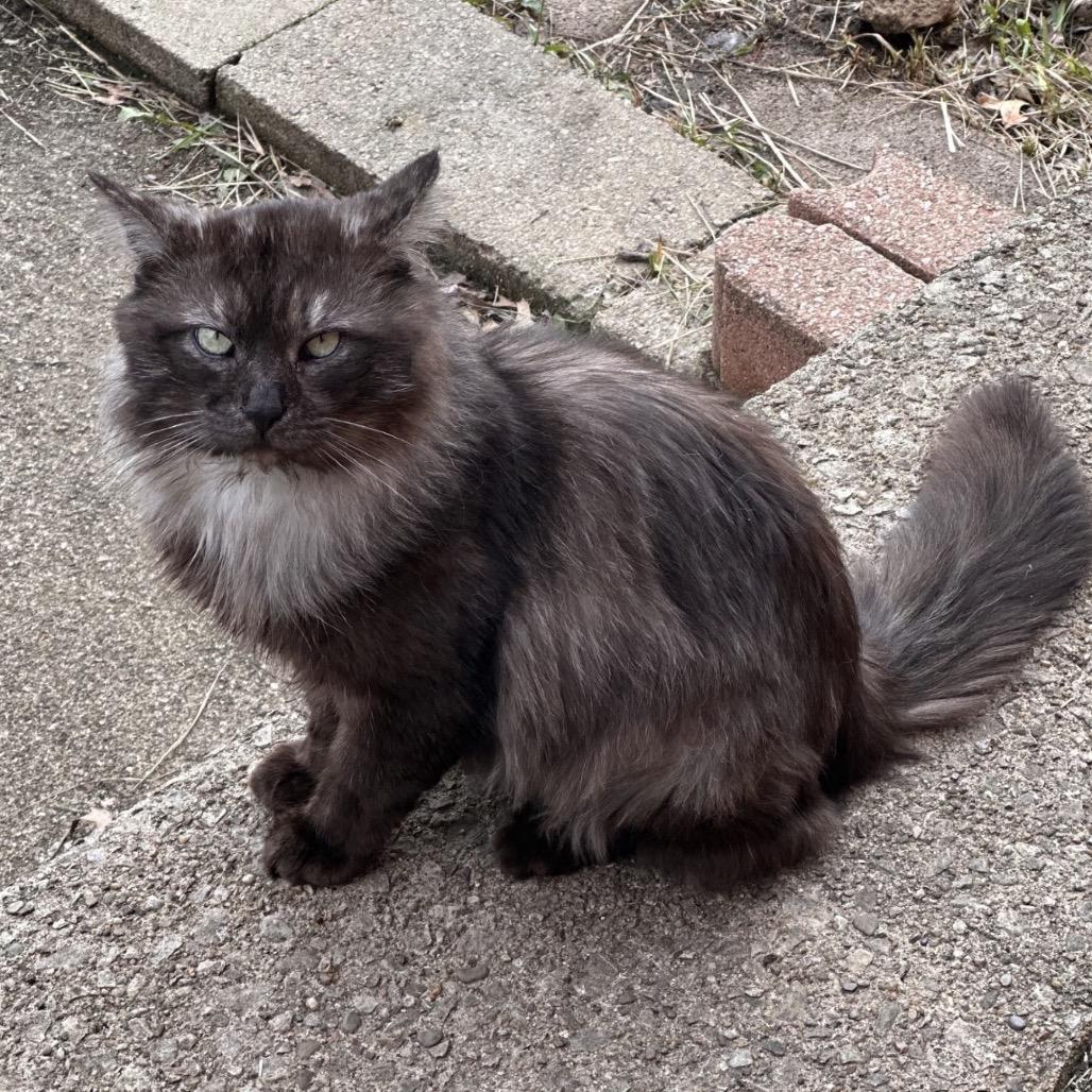 Enlarge Harry, a Adoptable Domestic Long Hair in Middleburg Heights , OH image 2/6