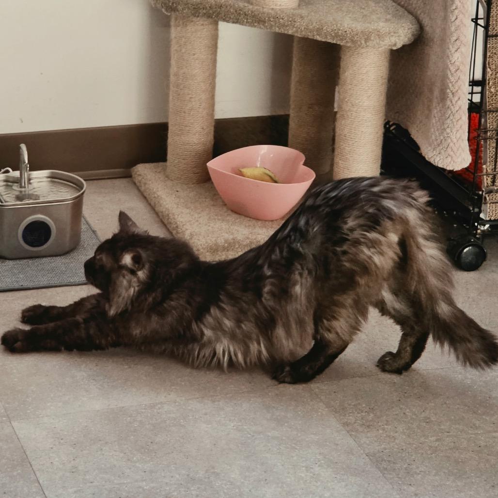 Enlarge Harry, a Adoptable Domestic Long Hair in Middleburg Heights , OH image 3/6