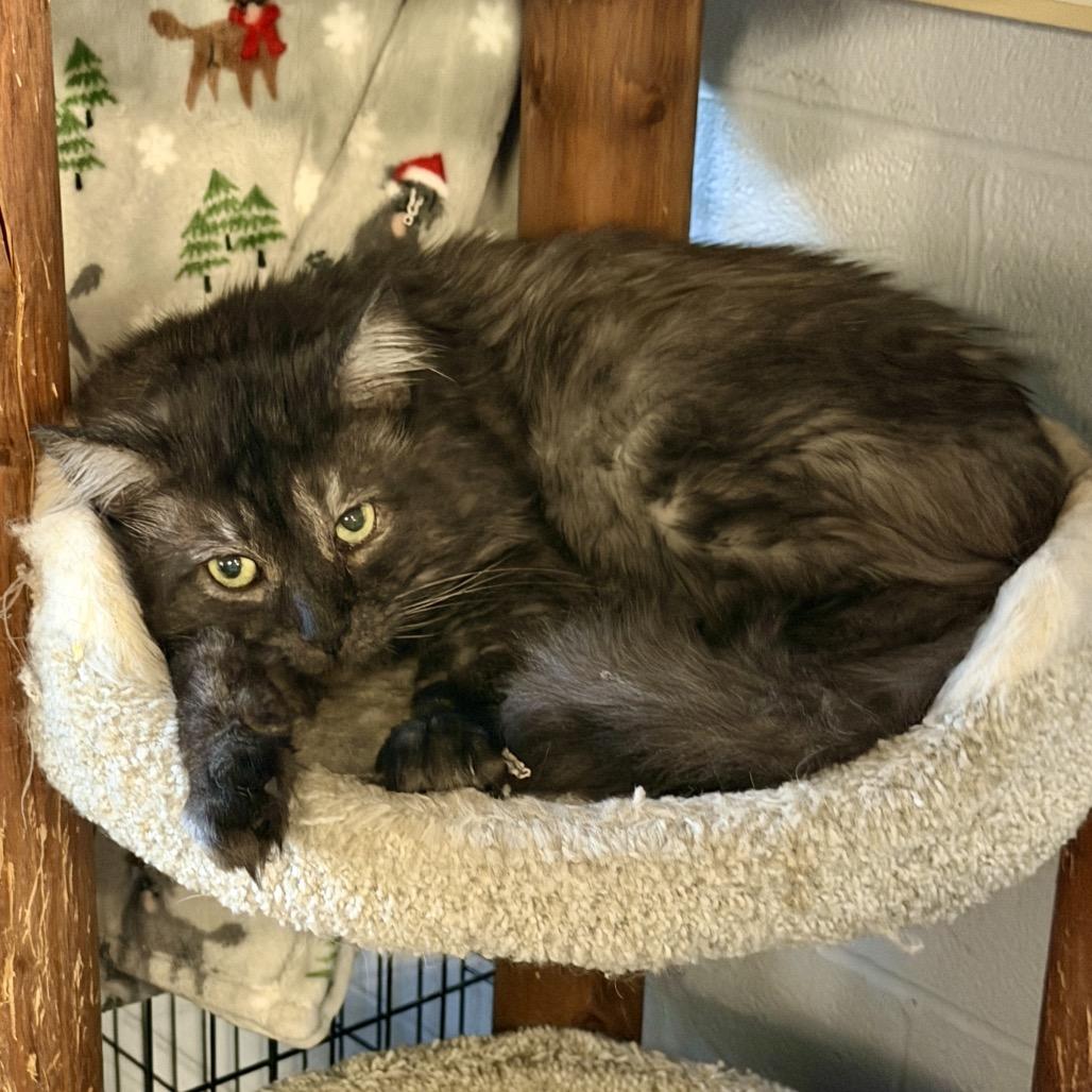 Enlarge Harry, a Adoptable Domestic Long Hair in Middleburg Heights , OH image 4/6
